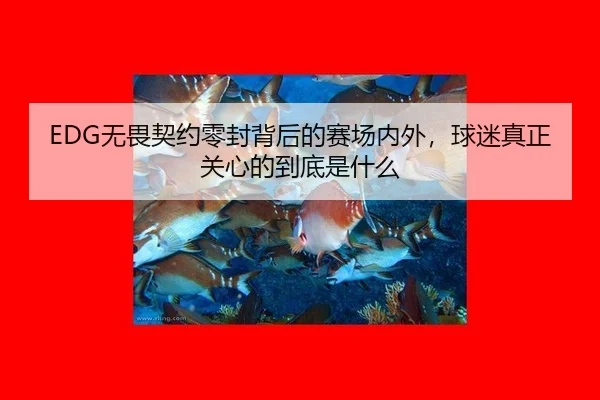EDG无畏契约零封背后的赛场内外，球迷真正关心的到底是什么